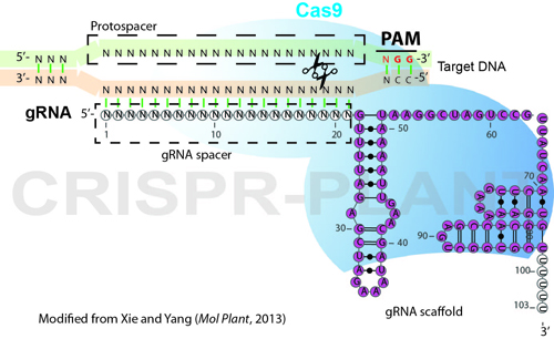 Cas9 protein structure used in plant genome editing