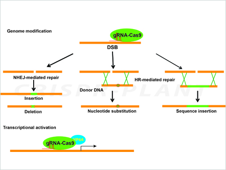 CRISPR Strategy